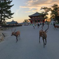 Accompagnement Keikaku Japon août 2019 - 1