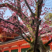 Accompagnement Keikaku Japon avril 2019 - 1