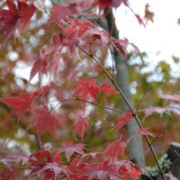 Accompagnement Keikaku Japon novembre 2017 - 3