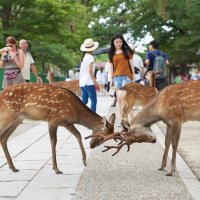 Accompagnement Keikaku Japon août 2016 - 1