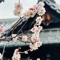 Accompagnement Keikaku Japon mars 2024 - 1