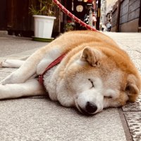 Accompagnement Keikaku Japon mai 2023 - 3