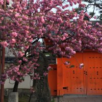 Accompagnement Keikaku Japon mai 2019 - 2