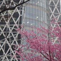 Accompagnement Keikaku Japon avril 2018 - 1