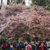 Accompagnement Keikaku Japon avril 2017 - 1